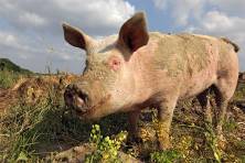 Lucky-das-Schwein.jpg